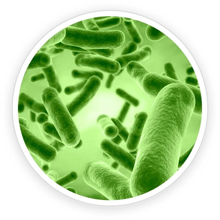 B. Coagulans Probiotic - PrimeBiome Ingredients for Gut Health